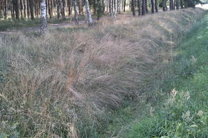 day, diffuse, diffused light, eye level view, grass, grassland, natural light, Poland, summer, Wielkopolskie