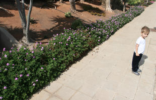 autumn, boy, bush, Canarias, day, elevated, flowered bush, garden, Las Palmas, shrub, side, Spain, standing, sunny, tropical, youngster