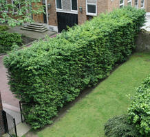 above, architecture, bush, day, England, garden, grass, hedge, London, steps, The United Kingdom, vegetation