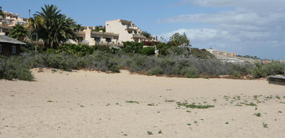 Canarias, day, direct sunlight, dunes, eye level view, Las Palmas, shrub, Spain, spring, sunny