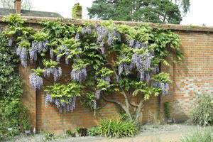 day, England, eye level view, garden, natural light, park, The United Kingdom, tree, wisteria tree, Woking