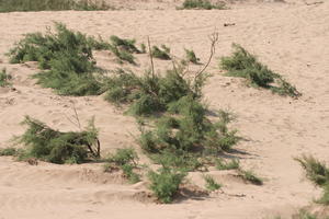 autumn, bush, day, desert, direct sunlight, Essaouira, lowered, Morocco, natural light, sunlight, sunny, sunshine, vegetation