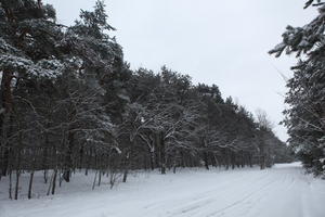 eye level view, forest, overcast, Poland, snow, track, tree, Wielkopolskie, winter, Wolsztyn