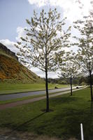 afternoon, blossom, day, Edinburgh, eye level view, grass, hill, natural light, Scotland, spring, The United Kingdom, tree