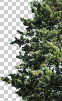 coniferous, cutout, cutout trees, day, evergreen, eye level view, summer, sunny, tree