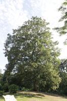 broad-leaf tree, broad-leaved tree, day, direct sunlight, England, eye level view, London, park, summer, sunny, The United Kingdom, tree