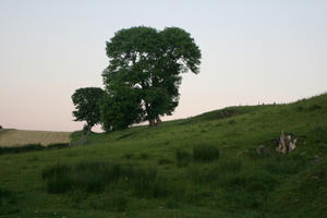 countryside, dusk, eye level view, field, grass, summer, The United Kingdom, tree, vegetation, Wales