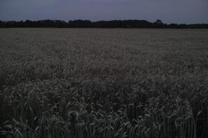 crop, dark, dusk, evening, eye level view, field, Poland, summer, Wielkopolskie