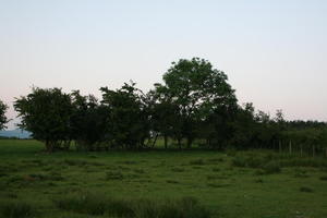 countryside, dusk, eye level view, field, grass, natural light, summer, The United Kingdom, tree, vegetation, Wales