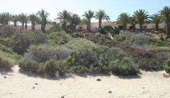 Canarias, day, direct sunlight, dunes, eye level view, Las Palmas, palm, Phoenix canariensis, shrub, Spain, spring, sunny