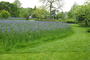 day, England, eye level view, flower, garden, grass, natural light, park, The United Kingdom, Woking