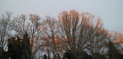 below, Croatia, deciduous, Split, Splitsko-Dalmatinska, sunlight, sunset, tree, winter