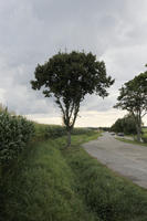 broad-leaf tree, broad-leaved tree, crop, day, eye level view, grass, natural light, open space, outdoors, road, summer, tree