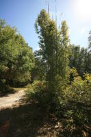 bamboo, day, eye level view, Florida, Miami, natural light, park, sunny, The United States, tree, tropical, vegetation, winter