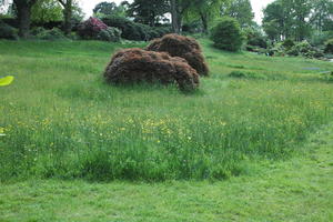 bush, day, England, eye level view, garden, grass, natural light, park, The United Kingdom, Woking