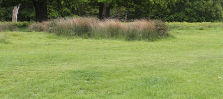 day, diffuse, diffused light, England, eye level view, grass, London, natural light, park, spring, The United Kingdom