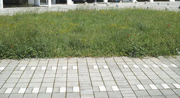 Croatia, day, eye level view, grass, grassland, pavement, spring, sunny, Zadar, Zadarska