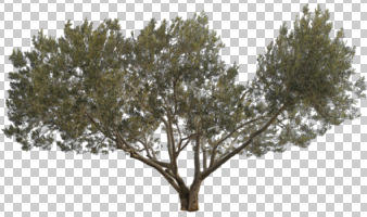 afternoon, ambient light, broad-leaf tree, broad-leaved tree, cutout, cutout plants, cutout trees, day, diffuse, diffused light, evergreen, eye level view, natural light, Olea europaea, olive, overcast, tree, winter