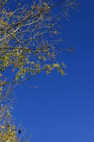 below, branch, day, England, London, natural light, park, sunny, The United Kingdom, tree