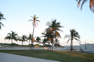 dusk, eye level view, Florida, Miami, palm, park, The United States, vegetation, winter