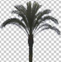 cutout, cutout trees, day, evergreen, eye level view, natural light, palm, Phoenix canariensis, winter