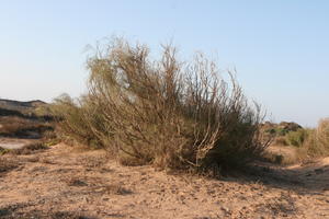 autumn, bush, day, desert, direct sunlight, Essaouira, eye level view, Morocco, natural light, sunlight, sunny, sunshine, vegetation