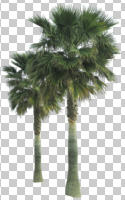 cutout, cutout plants, cutout trees, day, evergreen, eye level view, Mexican fan palm, natural light, palm, plant, spring, sub-tropical, sunny, tree, tropical, Washingtonia robusta