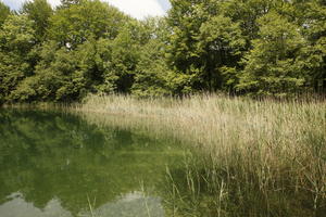 Croatia, day, diffuse, diffused light, eye level view, Karlovacka, lake, natural light, reed, summer, woodland