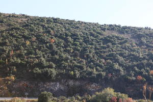 autumn, bright, Croatia, day, Dubrovacko-Neretvanska, Dubrovnik, eye level view, hill, natural light, shrubland, sunny