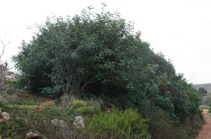 autumn, bush, day, diffuse, diffused light, eye level view, Malta, natural light, shrub