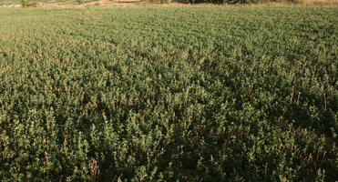 afternoon, day, direct sunlight, eye level view, field, France, summer, sunlight, sunny, sunshine, vegetation