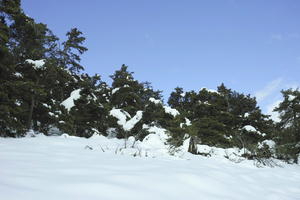 below, coniferous, day, evergreen, France, Greolieres, Provence Alpes Cote D