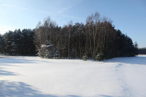 afternoon, bright, coniferous, day, deciduous, eye level view, Poland, snow, sunny, tree, treeline, Wielkopolskie, winter, woodland