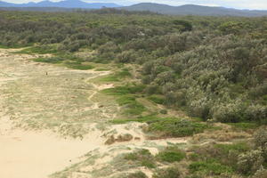 Australia, day, diffuse, diffused light, elevated, natural light, summer, woodland