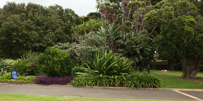 Australia, day, eye level view, grass, natural light, New South Wales, park, summer, Sydney, tree, vegetation