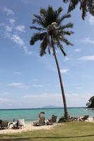 beach, day, eye level view, Ko Phi Phi Don, Krabi, natural light, palm, sunbed, sunny, Thailand, tree, vegetation