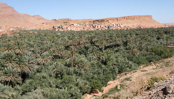 day, desert, direct sunlight, elevated, greenery, landscape, Morocco, natural light, Ouarzazate, outdoors, palm, park, sunlight, sunny, sunshine, tree