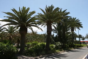 Agave Americana Variegata, American century plant, cactus, Canarias, day, direct sunlight, evergreen, eye level view, garden, Las Palmas, palm, Phoenix canariensis, Spain, spring, succulent plant, sunny