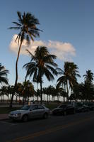 bright, car, day, eye level view, Florida, Miami, palm, street, The United States, transport, tropical, vegetation