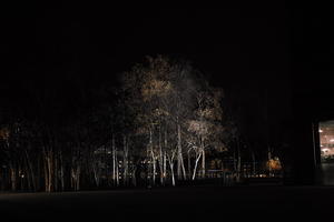 artificial lighting, birch, city, city lights, common birch, England, eye level view, London, night, outdoor lighting, The United Kingdom, tree, urban