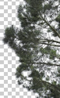 below, branch, coniferous, cutout, cutout trees, day, diffuse, diffused light, evergreen, spring