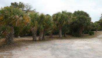 ambient light, day, diffuse, diffused light, eye level view, Florida, overcast, palm, The United States, vegetation, winter