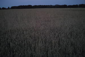 crop, dark, dusk, evening, eye level view, field, Poland, summer, Wielkopolskie