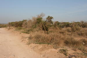 autumn, bush, day, desert, direct sunlight, Essaouira, eye level view, Morocco, natural light, sunlight, sunny, sunshine, vegetation