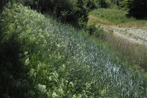 day, elevated, grass, grassland, Italia , plant, spring, sunny, Toscana