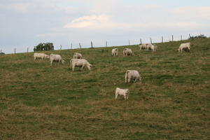 Bourgogne, cattle, cow, day, Dijon, eye level view, field, France, grass, natural light