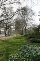 day, deciduous, England, eye level view, flower, flower field, grass, London, park, spring, sunny, The United Kingdom, tree