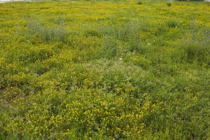 ambient light, Croatia, day, eye level view, field, flower field, garden, grass, long grass, spring, Zadar, Zadarska