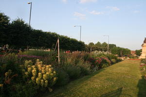 bush, day, England, eye level view, flowered bush, garden, grass, outdoors, shrub, Stratford-Upon-Avon, summer, sunny, The United Kingdom