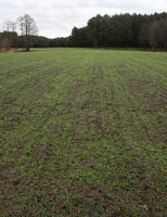 day, eye level view, field, forest, overcast, Poland, vegetation, Wielkopolskie, winter, Wolsztyn